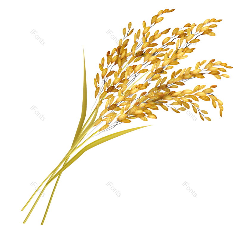 芒种图片,秋天元素,麦子PNG,丰收免抠素材